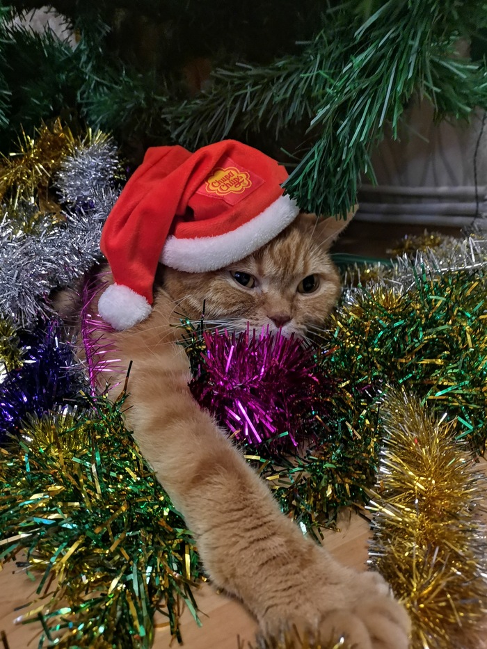 ���������� ���