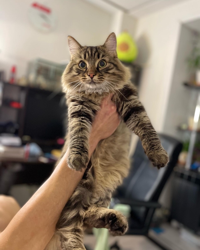 ������. �����������