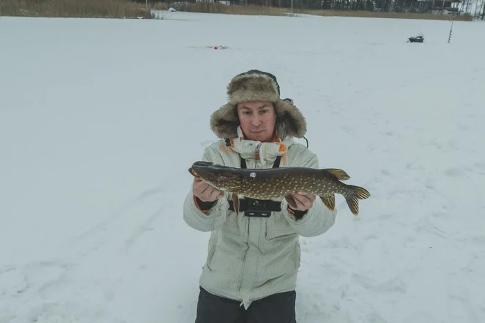 Pike on New Years Eve. Placed the girders tightly along the coast - My, Pike, Zherlitsy, Fishing, Winter fishing, Longpost