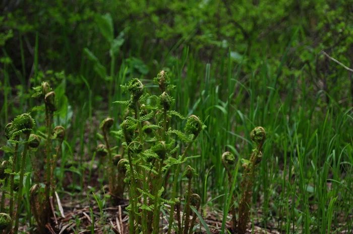 Greenery - My, Nikon d90, Greenery, Longpost, Nature