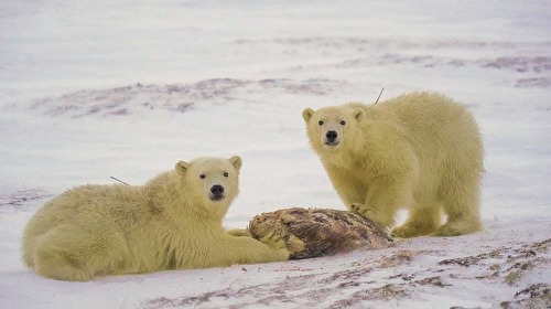 Two polar bears were transported to the tundra and left with food - Polar bear, Teddy bears, Harasavey, Rotational settlement, YaNAO, Uninvited guests, The Bears, Wild animals, Animal Rescue, Rare view, Longpost