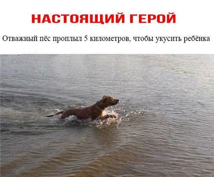 Even rzhu - Humor, Picture with text, Black humor, Dog, Pets, Swimming, Children, Heroes, Bite
