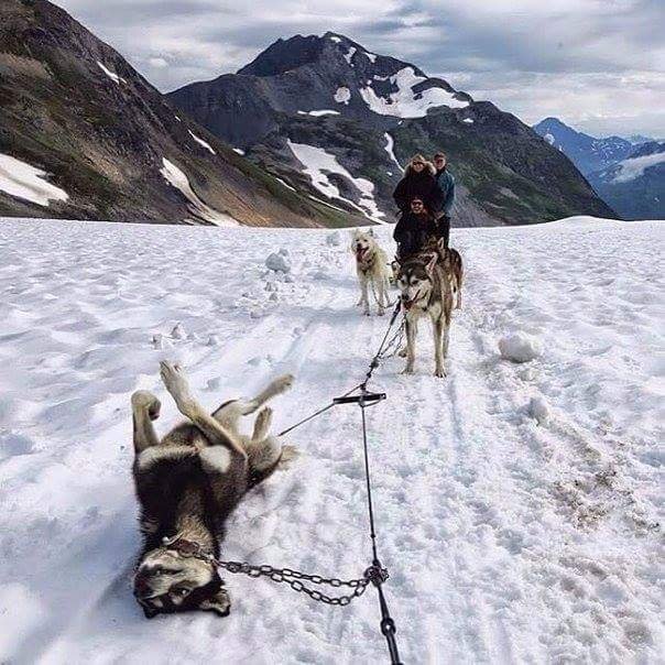 The wheel went down in the Arctic... - Arctic, Dog, Team, The mountains, Snow