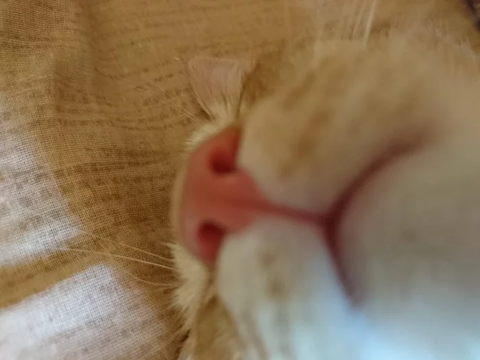 Nosyara - My, cat, Nose