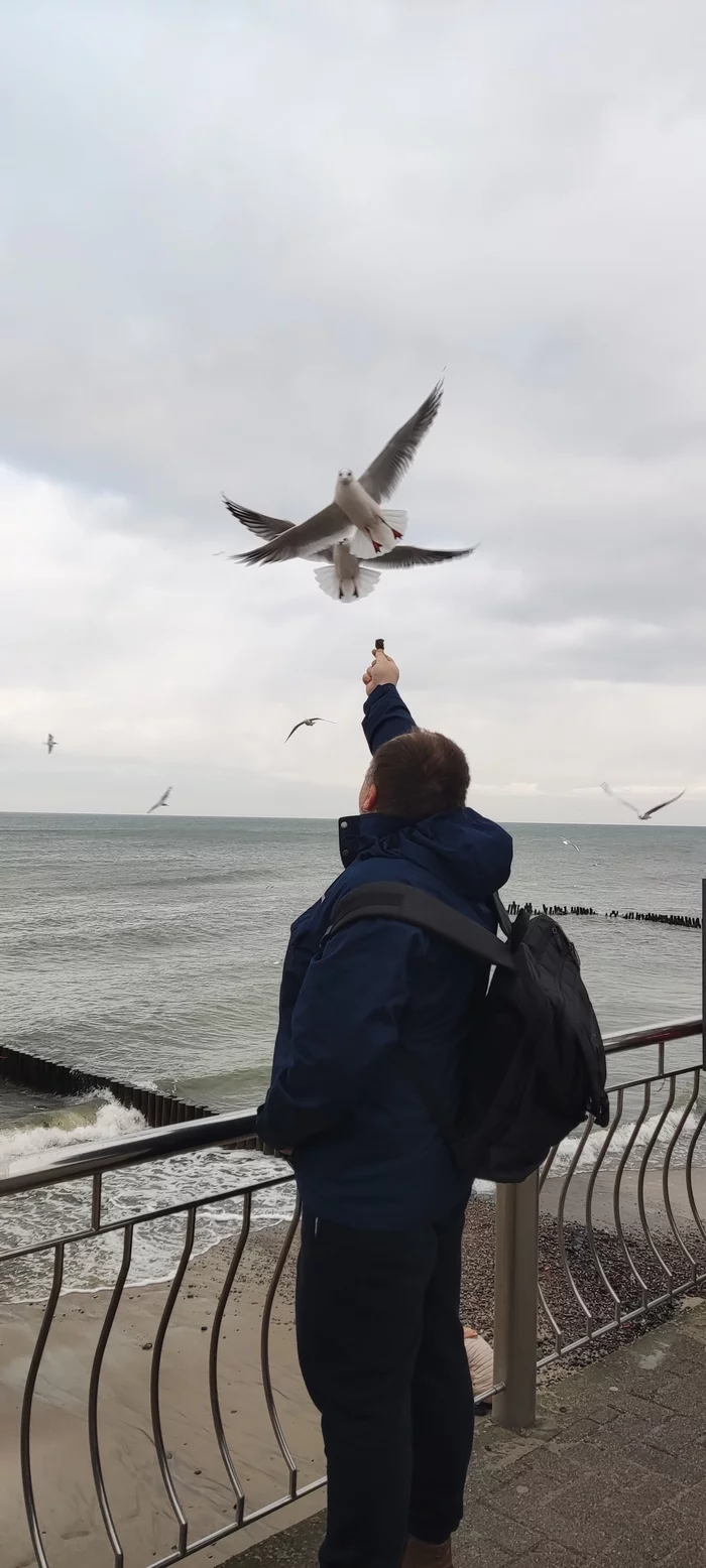 New Year's Sea. Zelenogradsk - Kaliningrad, Zelenogradsk, Mobile photography, Baltic Sea, Positive, Longpost