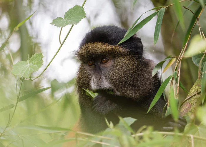 Golden Monkey (Cercopithecus kandti) - Primates, Wild animals, wildlife, National park, Africa, The photo, Rare view, Monkey