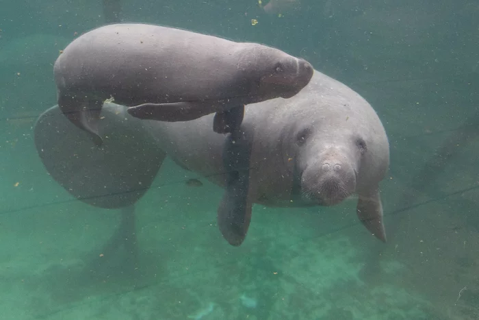 The first steps of the baby-manatee - Manatee, Young, Birth, Zoo, Netherlands (Holland), Marine life, Mammals, The national geographic, Rare view, Endangered species, Animals, Video