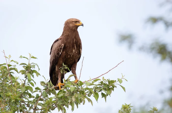 Lesser spotted eagle - Lesser spotted eagle, Birds, Predator birds, Spotted Eagle, Eagle, Hawks, The photo, The national geographic, beauty of nature