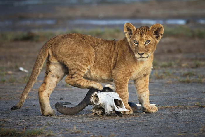 Winner - Lion cubs, Tanzania, Africa, wildlife, Big cats, Cat family, a lion, Predatory animals, Wild animals, The national geographic, Alexander Perov, The photo, beauty of nature