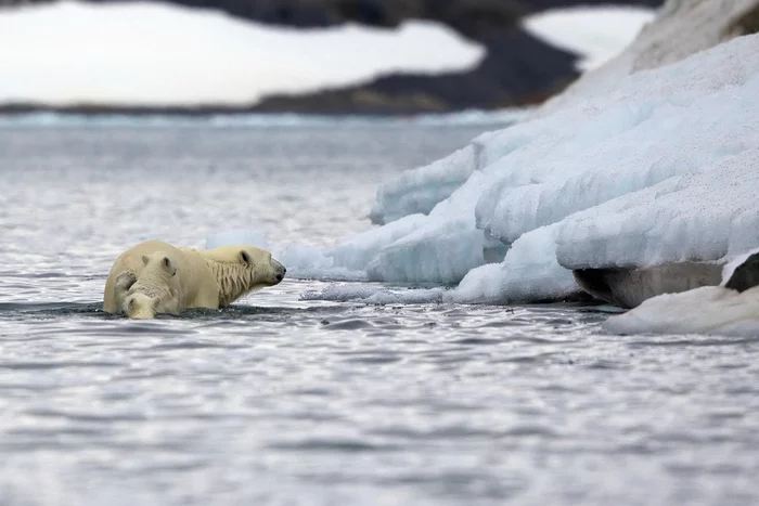 With the last bit of strength ... - Polar bear, Teddy bears, No forces, Swimming, Spitsbergen, Archipelago, Norway, Arctic Ocean, wildlife, Wild animals, Predatory animals, The national geographic, The photo, Alexander Perov, beauty of nature