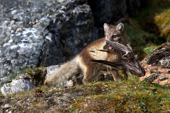 Little hunter - Arctic fox, Mining, Spitsbergen, Wild animals, wildlife, beauty of nature, The national geographic, The photo, Alexander Perov, Games, Young, Predatory animals