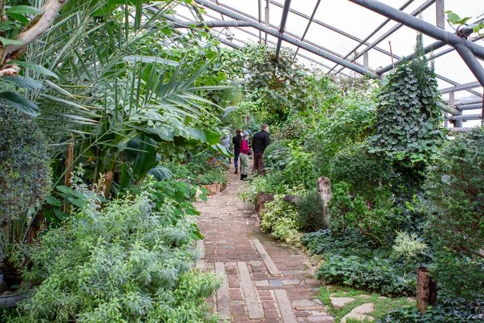 Central Siberian Botanical Garden SB RAS. Branch of succulents and tropical plants - My, Plants, Garden, Botanical Garden, Cactus, Tropics, Citrus, Tangerines, Longpost