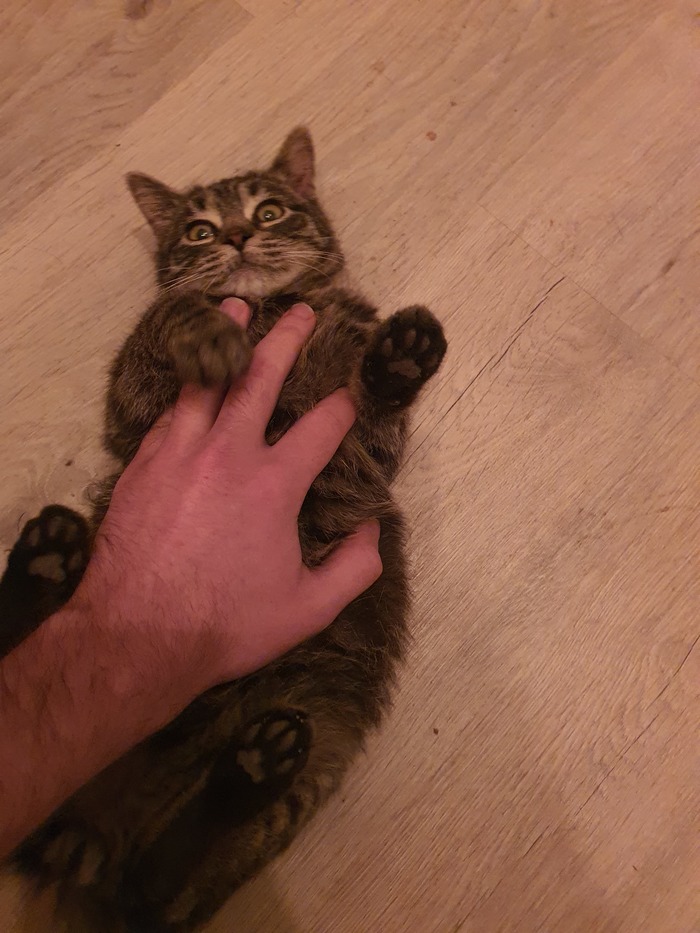 Пойман с поличным при краже сосисок