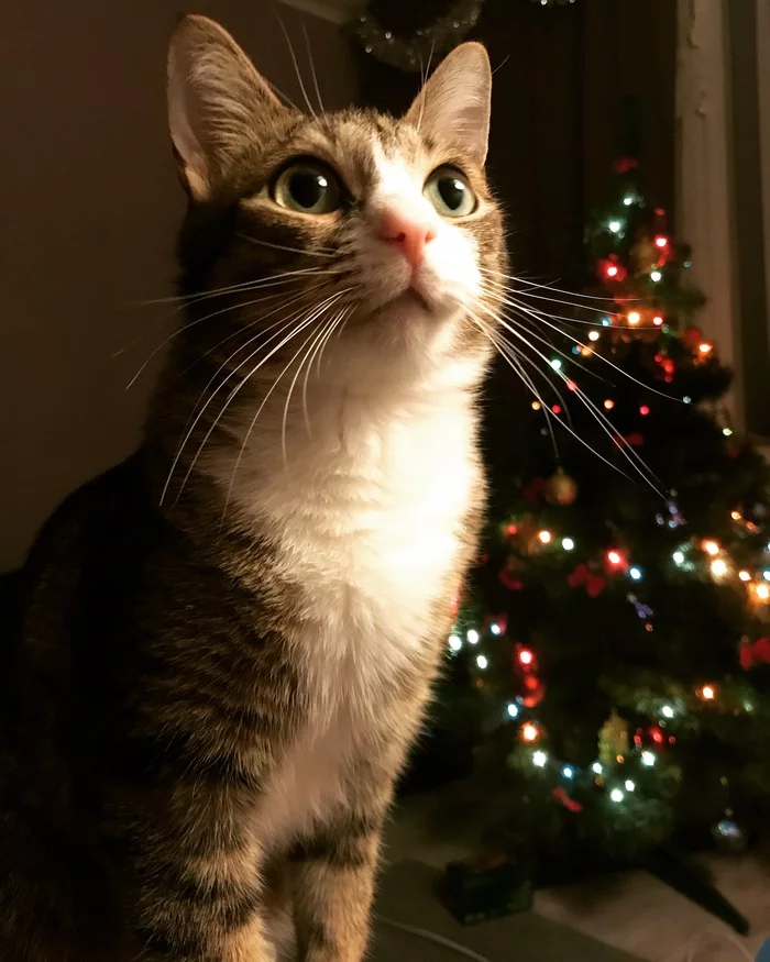 Cat and tree - My, Milota, cat, Christmas tree