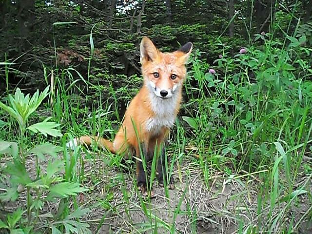 Why isn't the year of the fox? - My, Wild animals, Horoscope, Fox cubs, Photo on sneaker, New Year, Milota, Nature, Fox, Redheads