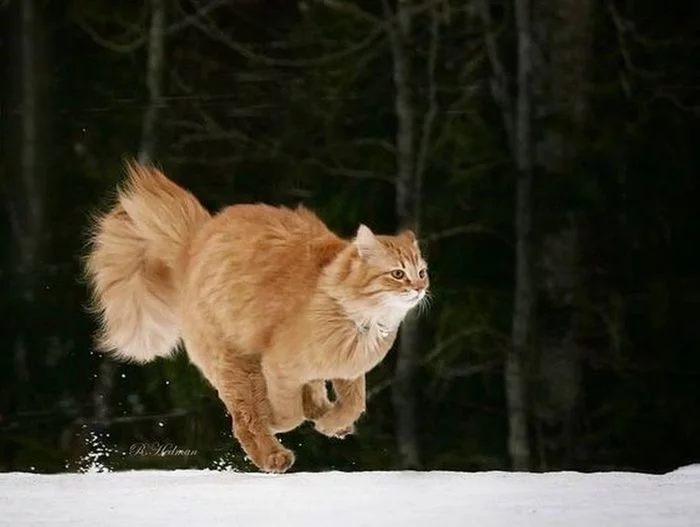 Overtaking the wind ... - cat, Redheads, Run, Snow, Winter, Pets