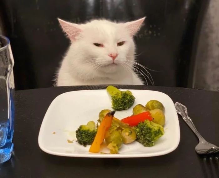 Tasteless - cat, Muzzle, Pets, Vegetables, Two women yell at the cat