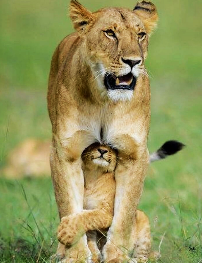 Кто котеночка обидел?