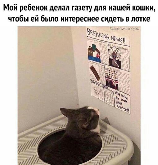 What's going on in the world - cat, Tray, Newspapers, Milota, Picture with text, Humor
