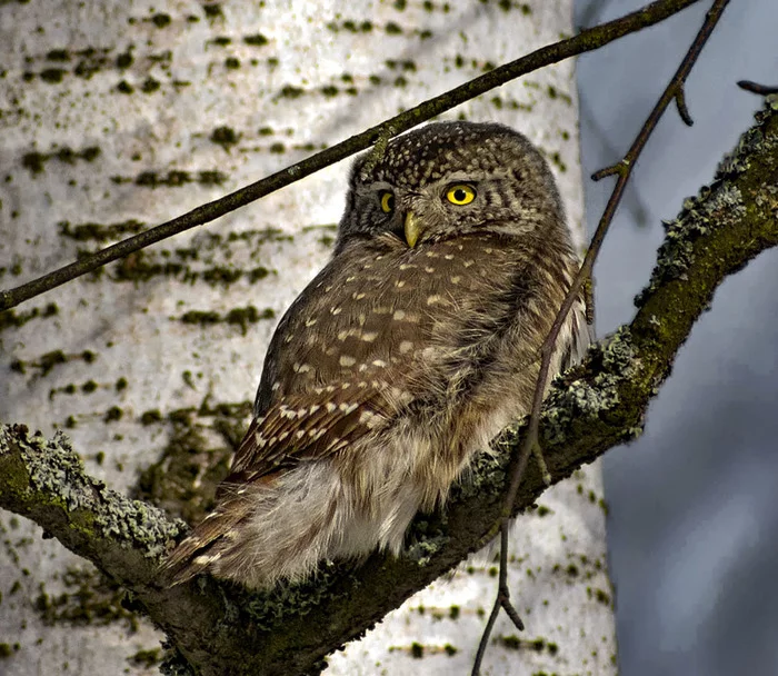 Do you have a fresh owl? - My, Birds, Nature, The nature of Russia, Ornithology, Predator birds, Schelkovo, Winter, Walk, Photo hunting, Hobby, Video, Longpost