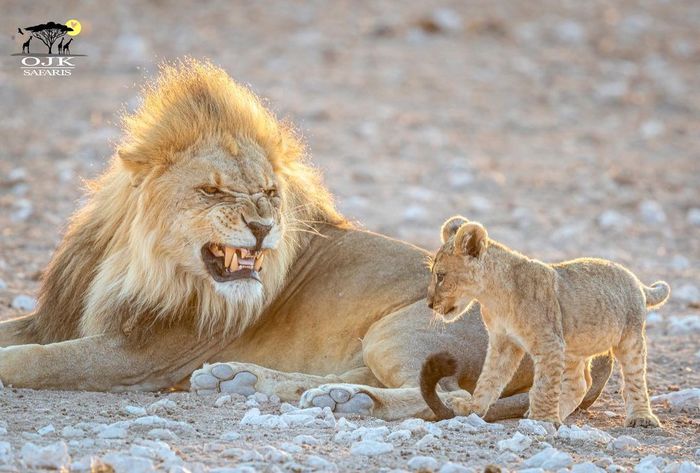 Playing with Your Father - a lion, Lion cubs, Big cats, Cat family, Predatory animals, Wild animals, wildlife, National park, South Africa, The photo, Young, Animal games, Longpost
