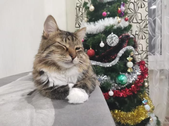 Tomorrow you can sleep until lunch - My, cat, Christmas, Weekend, Christmas trees