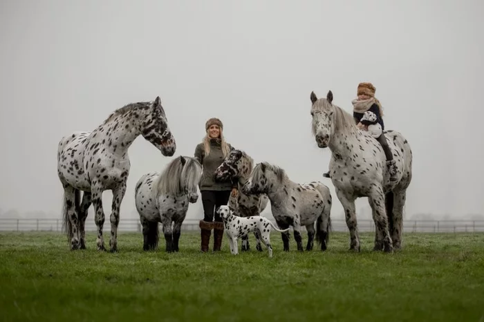 At home among strangers - Horses, Pony, Dog, Stains, Pets, Funny, At home among strangers, Milota, School, Horseback riding, The photo, Around the world, Netherlands (Holland), Color, Longpost