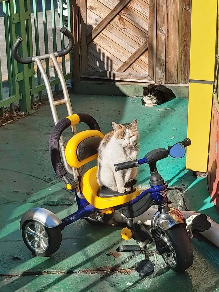 When you're clearly not welcome - A bike, Tricolor cat, The sun, Winter, cat, My