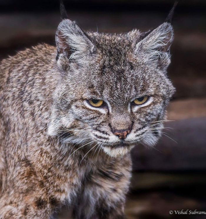 Взгрустнулось