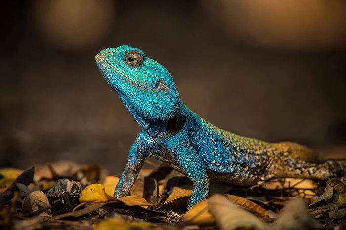 Arboreal agama - Agama, Lizard, Reptiles, Wild animals, wildlife, Kruger National Park, South Africa, The photo