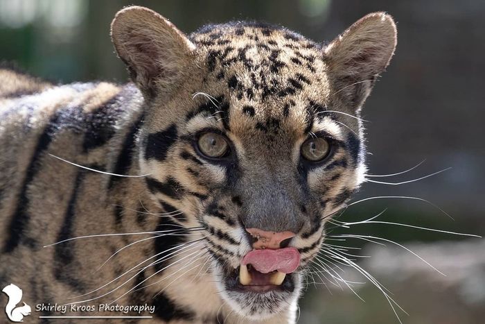 А ты вкусный?