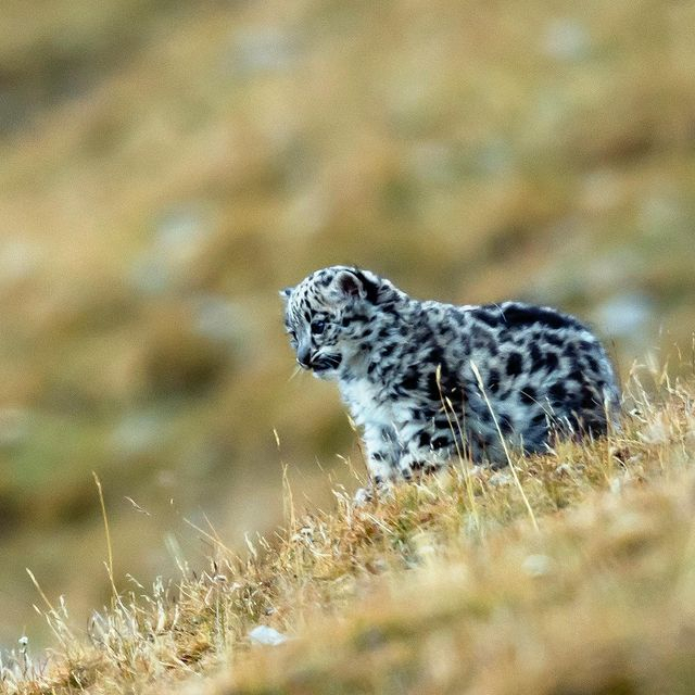 Barsik learns the world) - Snow Leopard, Cat family, Wild animals, Big cats, Predatory animals, Milota, Barsik, Fluffy, Curiosity, Interesting, Positive