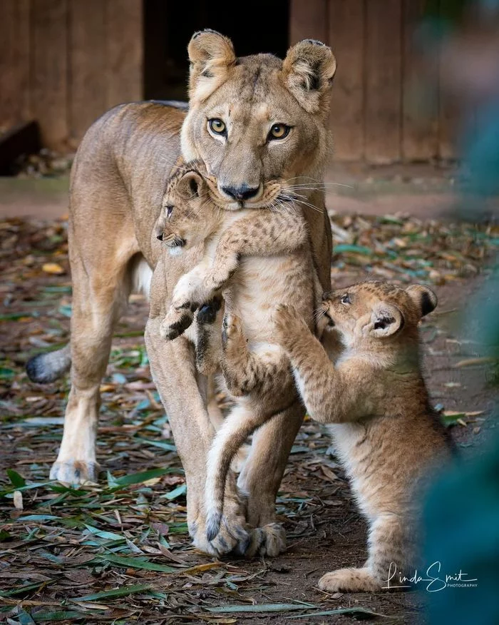 Mom, let me bite my little sister! - Lion cubs, Lioness, a lion, Big cats, Cat family, Predatory animals, Wild animals, Zoo, The photo, Young, Kus, Longpost