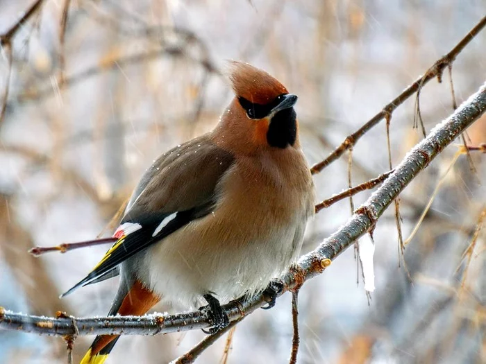 The waxwings have arrived - My, Winter, Waxwing, Birds, Nature, beauty of nature, The nature of Russia