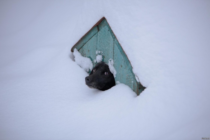 Голова собаки в кокошнике на снегу