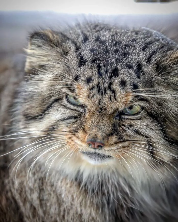 Are you ready to pet a furry cat? - Pallas' cat, Small cats, Cat family, Wild animals, Predatory animals, Fluffy, Pet the cat, Safari Park, Japan, Yokohama, Yokohama, Teeth, Yawn, Milota, Positive, Longpost