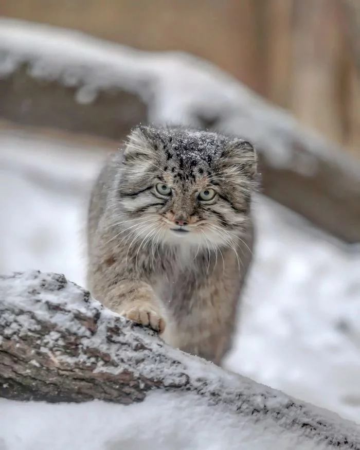 Do you have free hands ?! Then I'm coming to you! - Pallas' cat, Small cats, Cat family, Wild animals, Predatory animals, Fluffy, Pet the cat, Safari Park, Japan, Yokohama, Yokohama, Milota, Positive, Longpost