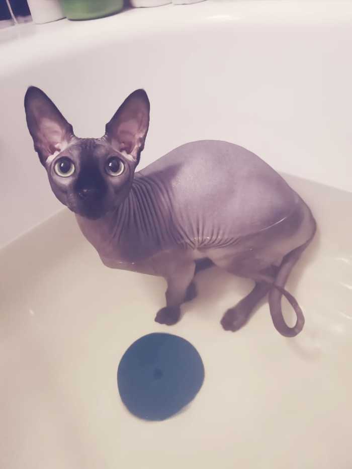 Ответ на пост «В тёплой ванне»