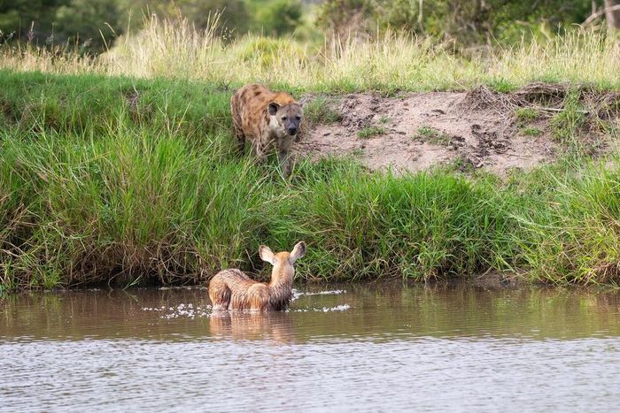 Like water, warm? - Hyena, Spotted Hyena, Artiodactyls, Predatory animals, Wild animals, wildlife, Reserves and sanctuaries, South Africa, The photo, River, Antelope