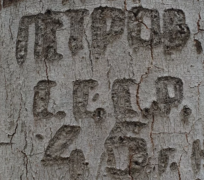 Tree lettering - Tree, Inscription, 1945, History of the USSR, Germany
