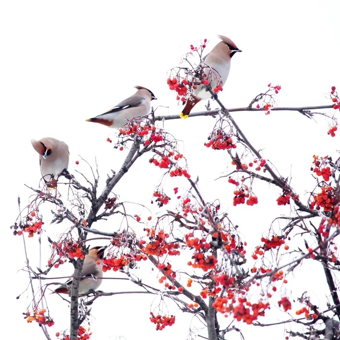 Sarov waxwings - My, Sarov, Birds, Waxwing