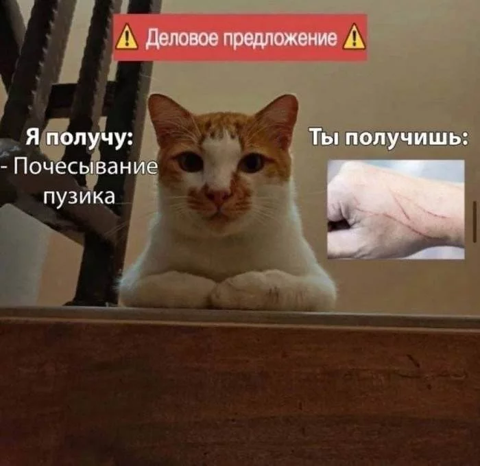 Surjezno - Memes, cat, Dank memes, Business Proposal