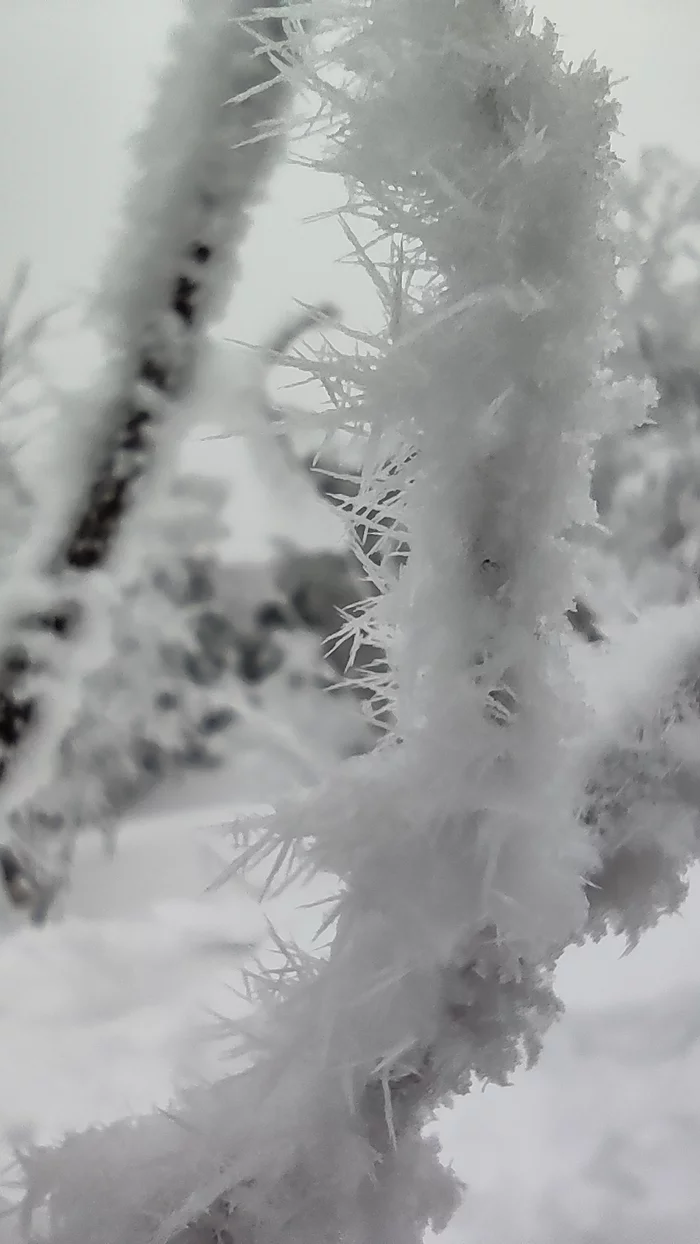 Response to the post Snow Flower - My, Snow, The mountains, The photo, Tree, Ural, Taganay, Reply to post