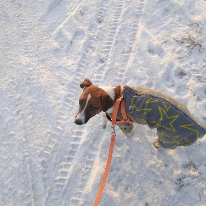 Merry Christmas! The story of games with a toad - My, Dog, Toad, Games, Jack Russell Terrier, moon, Longpost