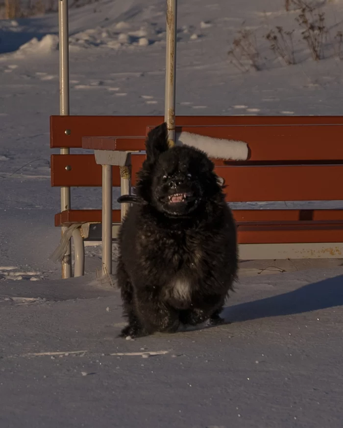 Daddy's Tramp, Mom's Cute - My, Dog, Newfoundland, Puppies, Longpost