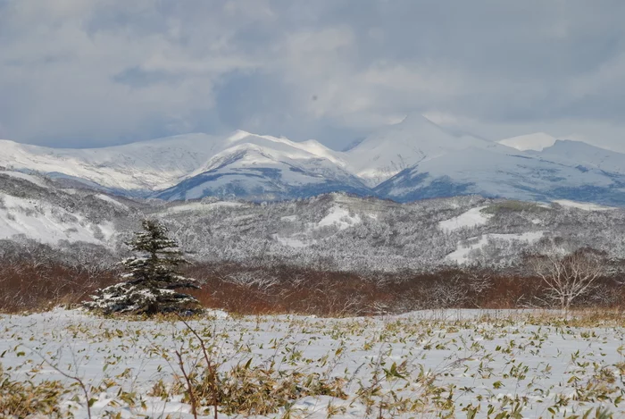 Greetings from the snowy subtropics! - My, Kunashir, South Kurils, Bamboo, Christmas trees, Snow, Flora