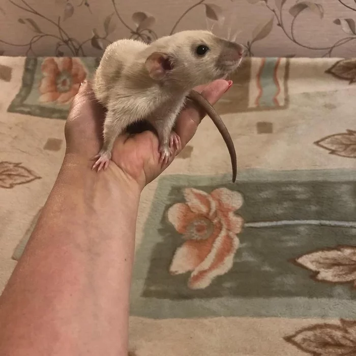 It was - it was - My, Decorative rats, Rat dumbo, Rat