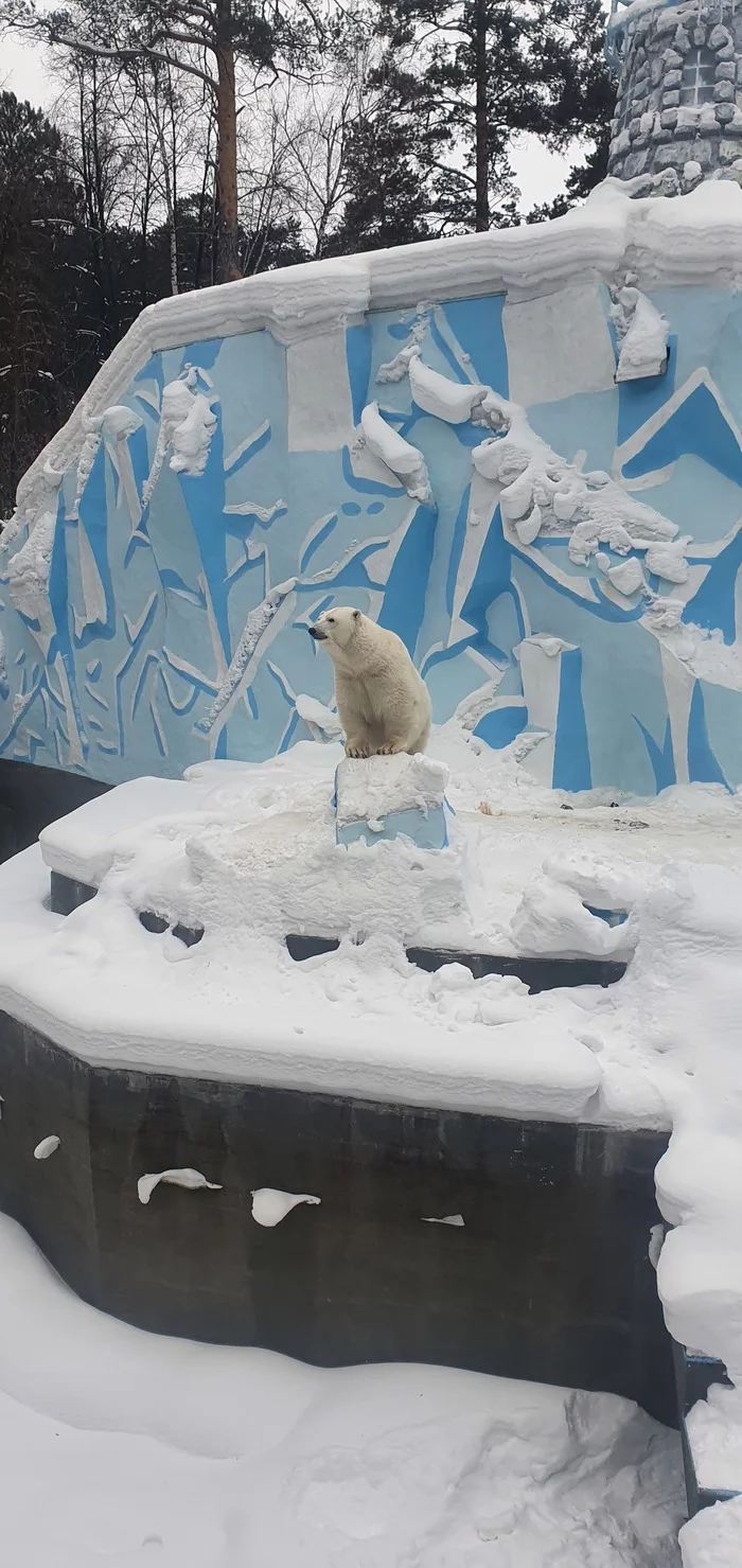 Novosibirsk Zoo - My, Beginning photographer, Photo on sneaker, Wild animals, Mobile photography, Longpost