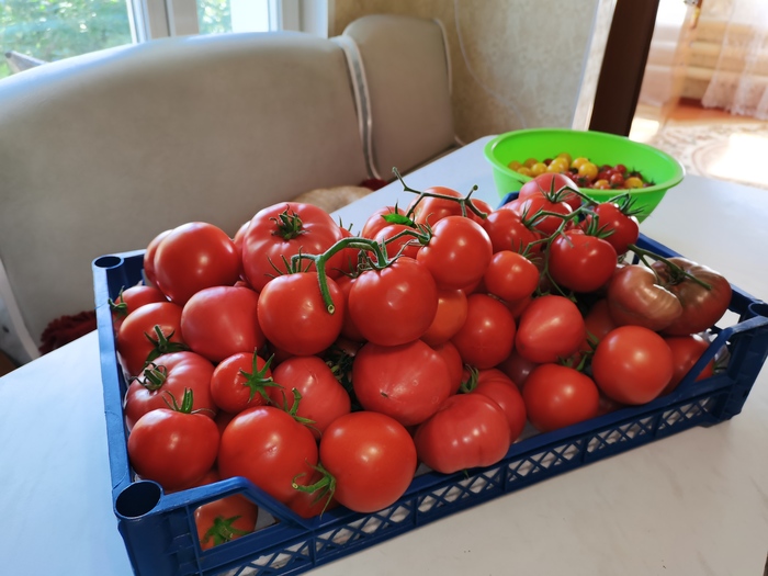 Семена томатов. Новинки на 2022 год и не только