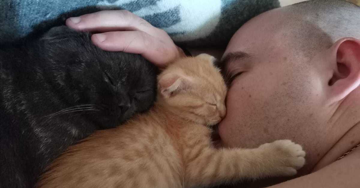 Кот защищает хозяина. Котеи.